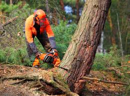 Best Lawn Maintenance Plans  in Fairlea, WV