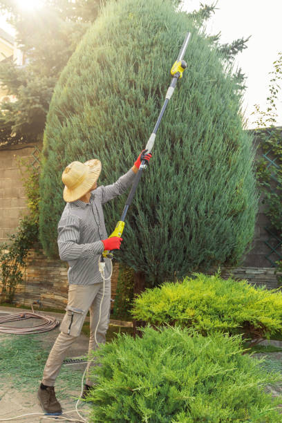 Best Pest Control for Lawns  in Fairlea, WV